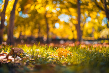 Autumn leaf closeup with golden blurred autumn scene in a park and falling leaves. Sun shining through the trees and blue sky. Relaxing fall nature, peaceful sunny landscape
