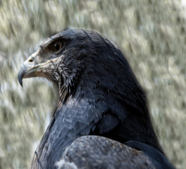 Naklejka premium águila del ecosistema Boliviano