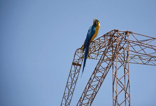 Guacamayo  azul en la ciudad sobre estructura met&aacute;lica
