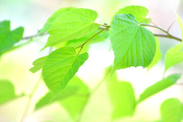 シナノキの葉っぱ