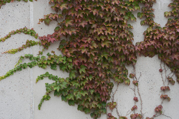 Background: green and red creeper on a white concrete wall