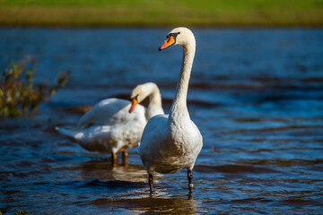 Fototapeta premium White swans on the shore of a reservoir