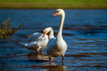 White swans on the shore of a reservoir