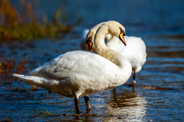 White swans on the shore of a reservoir