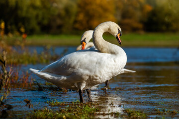 White swans on the shore of a reservoir