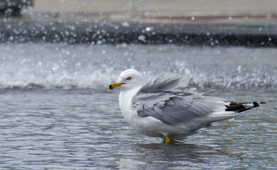 Splashing Gull