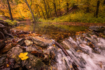 Tranquil autumn creek woods with yellow trees foliage and small rocks pebbles in forest mountain. Beautiful autumn nature view, golden yellow leaves, calm mountain river, relaxing, tranquil landscape.
