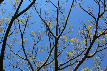 Spring flowers weekend