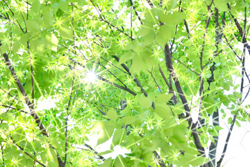 新緑の樹間からさし込む光