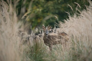 Roedeer