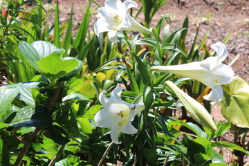 Spring flowers weekend