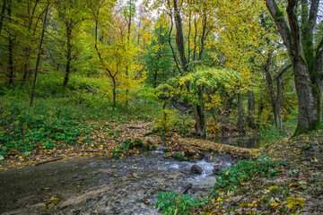 Autumn woods scenery in yellow maple forest. Early autumn lancdspe, mountain travel, hiking path. Fall trees with creek, outdoors trail in tranquil forest nature