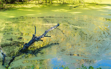 Vibrant wetland / dying pond