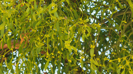 Weißbeerige Mistel (Viscum album). Grünliches, buschiges Laub mit elliptisch bis verkehrt-lanzettlich Blattspreite