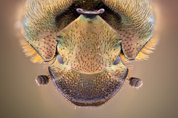 extreme close up of a horned true dung beetle portrait.