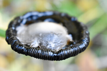 Okrągły, czary, spleśniały kapelusz grzyba w lesie.