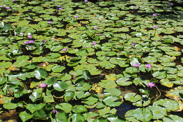 Spring flowers weekend