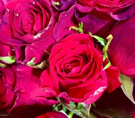 red roses background