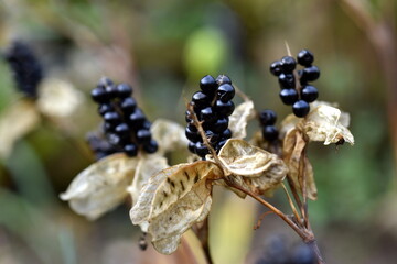 Samen an einer verblühten Leopardenblume