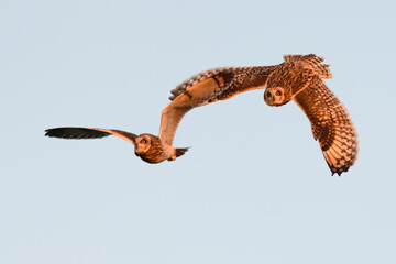 Short-eared owl pair sky dance breeding