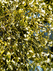 (Viscum album) Weißbeerige Mistel mit Grünes Laub und weißen durchscheinenden kugelig Beeren