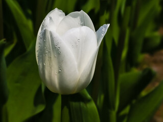 Beautiful royal virgin tulips with crystal clear morning dews