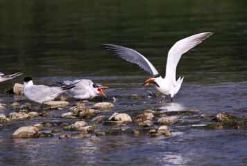 A  young Caspian Tern (Hydroprogne caspia) getting fed catfish, shot in the Grand River, Cambridge, Ontario, Canada.