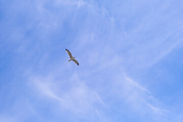 a bird flying in the cloudy sky