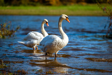 White swans on the shore of a reservoir