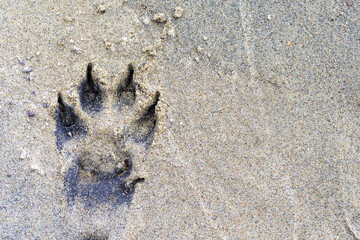 Wild wolf's paw footprint in the sand, background photo with a copy space