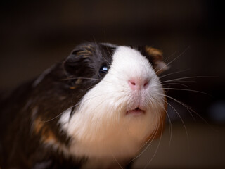 Portrait of a cute guinea pig. Shallow DOF