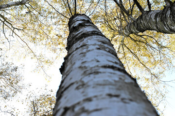 Wierzchołki drzew na tle lasu i błękitnego nieba © Krzysztof Głowacki