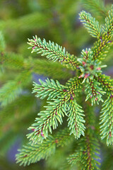Spruce branch with short needles close-up. Natural background, green Christmas tree texture, pattern. Christmas, new year. Space for text. Selective focus