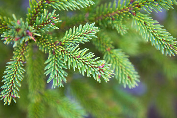 Spruce branch with short needles close-up. Natural background, green Christmas tree texture, pattern. Christmas, new year. Space for text. Selective focus