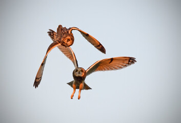 Short-eared owl pair sky dance breeding
