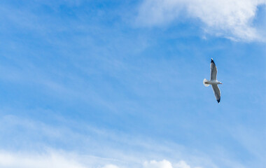 Picture of flying seagull