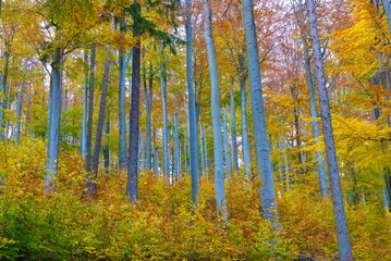 Jesienny las. 