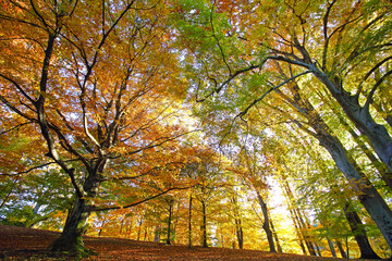 Wald Panorama während dem Goldenen Herbst.