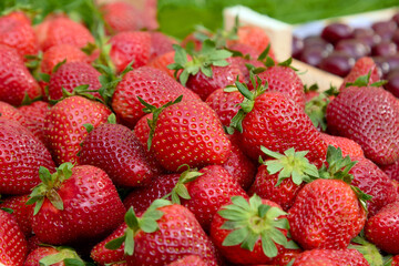 strawberries are fresh against the background of nature a lot of ripe berries