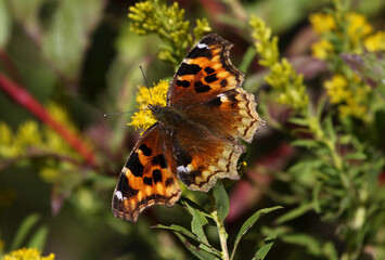 A Compton Tortoiseshell butterfly (Nymphalis l-album) resting on some goldenrod.