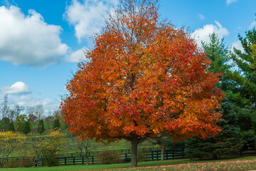 Fall colors in 2020 as the season changes