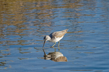 Common sandpiper Actitis hypoleucos in Fukuoka, Japan