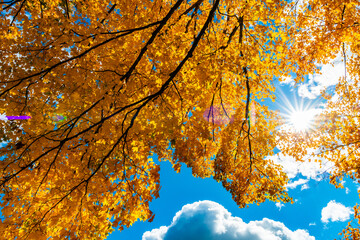 Beautiful Fall Colors and a Sun Star