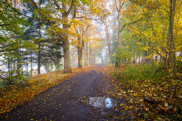 colorful trees alley in the morning, forest in fog, bohemian forest, czech republic