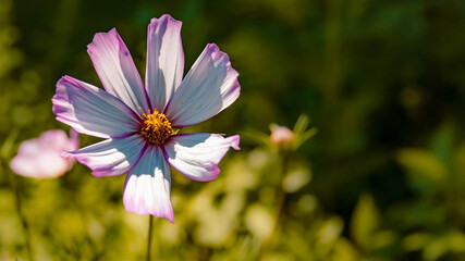 Obraz premium Beautiful flowers at Benediktbeuren monastery, Bavaria, Germany
