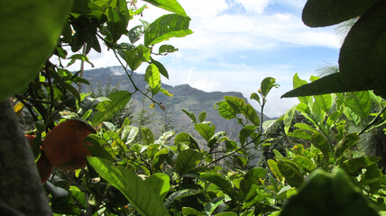 hojas y montañas