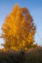 autumn landscape with trees and sky, birch with Golden foliage