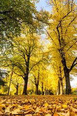 Baumallee am Maschsee im gelben Herbstgewand