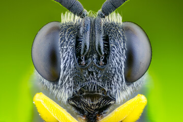 extreme close up of a parasitic wasp portrait.