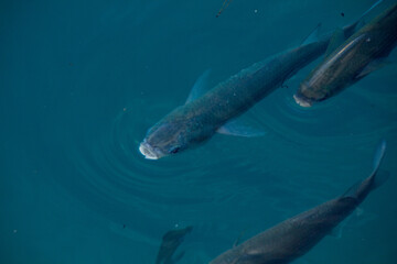 Cute Catfish in mediterranean sea